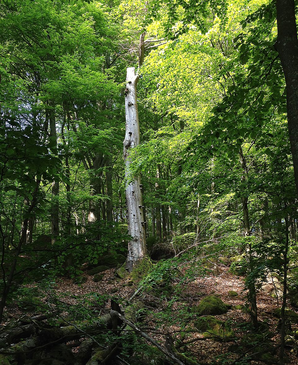 En solbelyst död trädstam i bokskogen