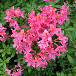 Museets trädgård Rhododendron Cecile
